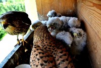 /album/a11-6-2013/krmeni-1-jpg/